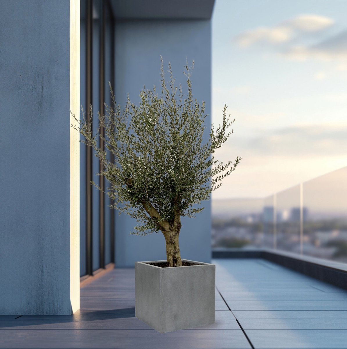 Olijfboom Olea Europaea Lorc vertakt inclusief pot Block - 225cm