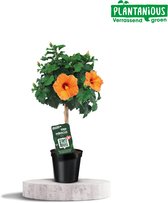 Oranje plant chinese roos (Hibiscus Rosa-sinensis), Ø19cm - 75cm
