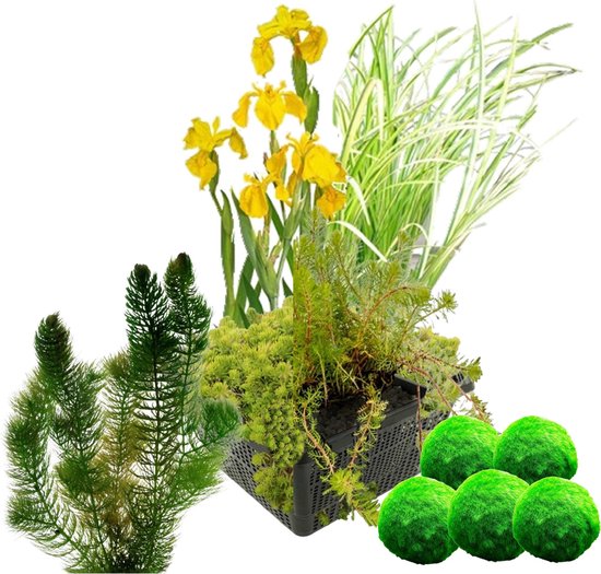 vdvelde.com - Filterplanten Set + Zuurstofplanten tegen Algen - Filterende waterplanten - 11 planten - Plaatsing: -10 tot -20 cm