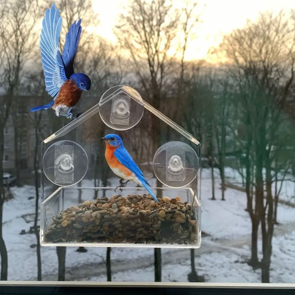Voederhuis - Vogelhuisje - Vogelhuisje Voor Op Het Raam - Vogelhuis Met Zuignap Voederhuisje Met Helder Raam Raambevestiging Helder