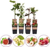 Exclusieve fruitplanten mix - set van 4 fruitplanten: vijg, witte moerbei, hazelnoot, granaatappel - hoogte 50-60 cm