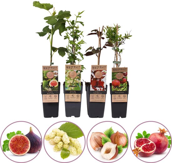 Kiwi fruitplanten mix | Online bestellen & snel verzonden Kiwi fruitplanten mix | Online bestellen & snel verzonden