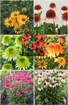 Bulbs by Brenda - Echinacea mix - 7 stuks - Zonnehoed planten - echinacea vaste planten