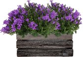Moederdag Cadeau, Houtenkist met 2 stuks Campanula`s, Kleur Paars, Tuinplanten, Gevulde plantenbak, Campanula Addenda Ambella Intense purple