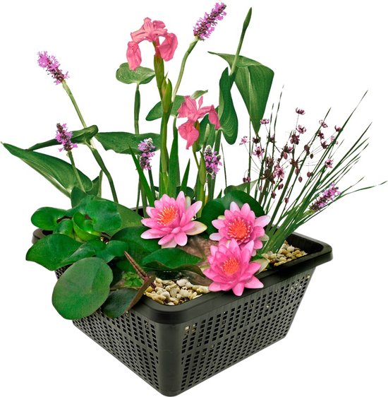 vdvelde.com - Dieren Kamerplant Set - Kattengras Cyperus - Schildpadplant Callisia Repens - Graslelie / Zebragras Chlorophytum Comosum - Ø12 cm - Hoogte 30-40 cm in witte Potten + Kamerplanten voeding