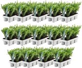 YouFlowers - 84x ilex planten | buxus vervanger | hulstplanten winterhard | Ø7 cm - Hoogte: 15 cm | Ilex crenata | haagplanten | Planten | Tuinplanten