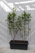 Klant-en-Klaar Magnoliaboom-Haag, Kleur Diep Geel-Oranje, Magnolia Solar Flair - ↨180cm - 1 pcs