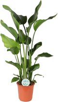 Strelitzia nicolai - ø24cm - 110cm