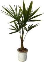 Trendyplants - Trachycarpus Fortuneii - Hoogte 90-110 cm - Winterhard - Chinese waaierpalm - Tuinplant - Potmaat Ø18cm
