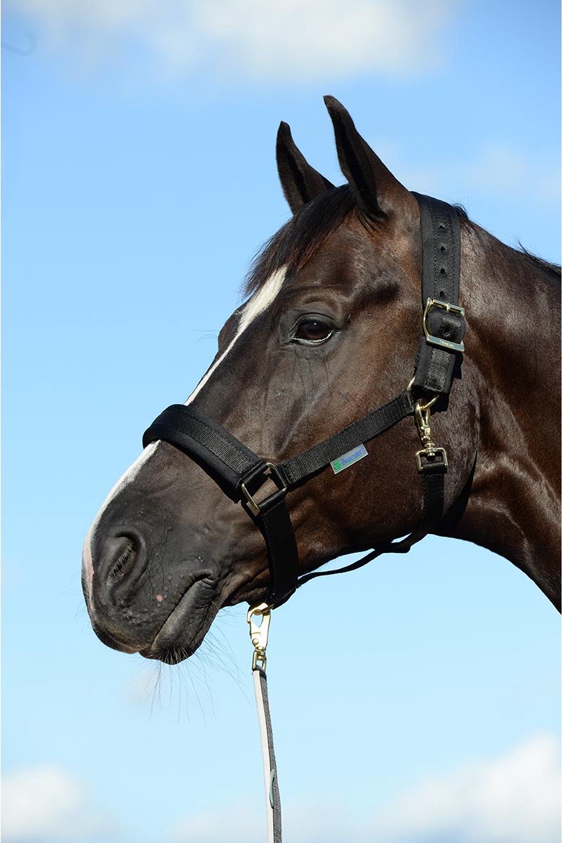 Bucas Halster Bucas Comfort Zwart