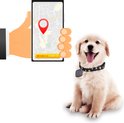 Gouden puppy met een halsband met sterren en een zwarte Narvie tracker, naast een iPhone met kaart.