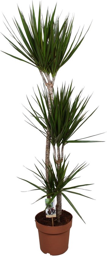 YouFlowers - Drakenbloedboom - Dracaena Marginata - 3 stammen - Ø 18-21cm - Hoogte 110-120 cm - Palm - Kamerplant