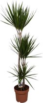 YouFlowers - Drakenbloedboom - Dracaena Marginata - 3 stammen - Ø 18-21cm - Hoogte 110-120 cm - Palm - Kamerplant