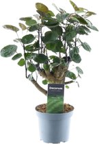 Donkergroene kamerplant Polyscias Fabian, 45 cm hoog, ø12