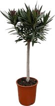 Groenblijvende Nerium Oleander boom buiten, 0,9 m hoog