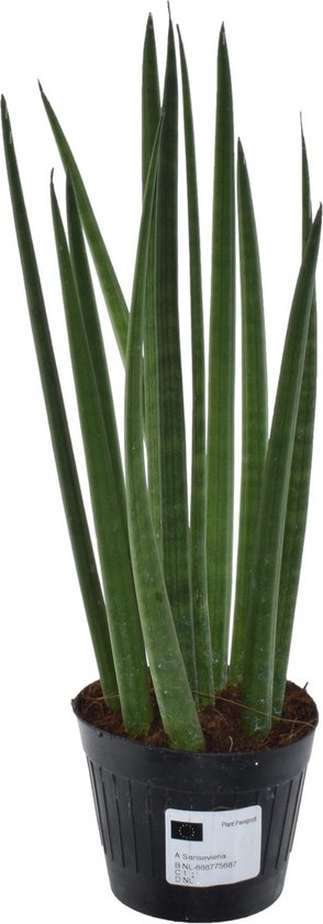 Slangenplant voor binnen (Sansevieria cylindrica 'Bacularis' / Mikado), 38 cm hoogte, ø10,5