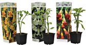 Plant in a Box - Mix van 3 Brugmansia - Trompetvormige bloemen - Verschillende kleuren - Pot 9cm - Hoogte 25-40cm