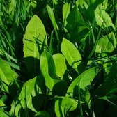 MRS Seeds & Mixtures Cichorei – droogtetolerant – verhoogd de dierlijke productie – erg productief in de zomer- en lentemaanden – uitheemse plant – goede bron van mineralen