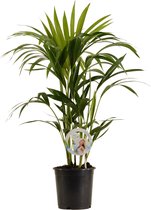 Goed & Groen - Kentia Palm - ↨ 80cm - Potmaat 19 - Exclusieve Kwaliteit Planten - Kamer Plant - Kamerplanten - Sfeer - Interieur