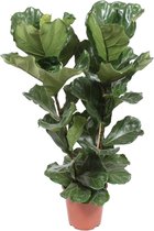 Ficus Lyrata - Ø27cm - 100cm