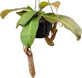 Plantenboetiek.nl | Nepenthes Monkey Jars Miranda - Ø20cm - Hoogte 30cm - Kamerplant - Groenblijvend