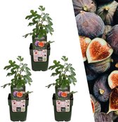 Plants by Frank | 3 Vijgenboom planten | 100% Biologische Fruitplanten | Winterharde Vijgenbomen | Tuinplanten | Winterharde Planten voor de Tuin