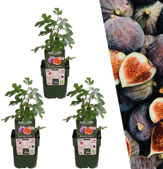 Drie vijgenplanten in pot met aan de zijkant een collage van vijgen.