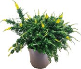 Struiken – Gewone Brem (Cytisus racemosus) – Hoogte: 55 cm – van Botanicly