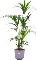Grassen en bodembedekkers – Bamboe (Fargesia scabrida Asian Wonder) met bloempot – Hoogte: 160 cm – van Botanicly