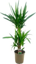 Yucca – Palmlelie (Yucca elephantipes) met bloempot – Hoogte: 75 cm – van Botanicly