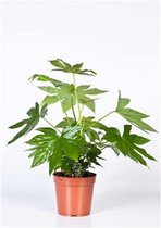 Struiken – Vingerplant (Fatsia japonica) – Hoogte: 50 cm – van Botanicly