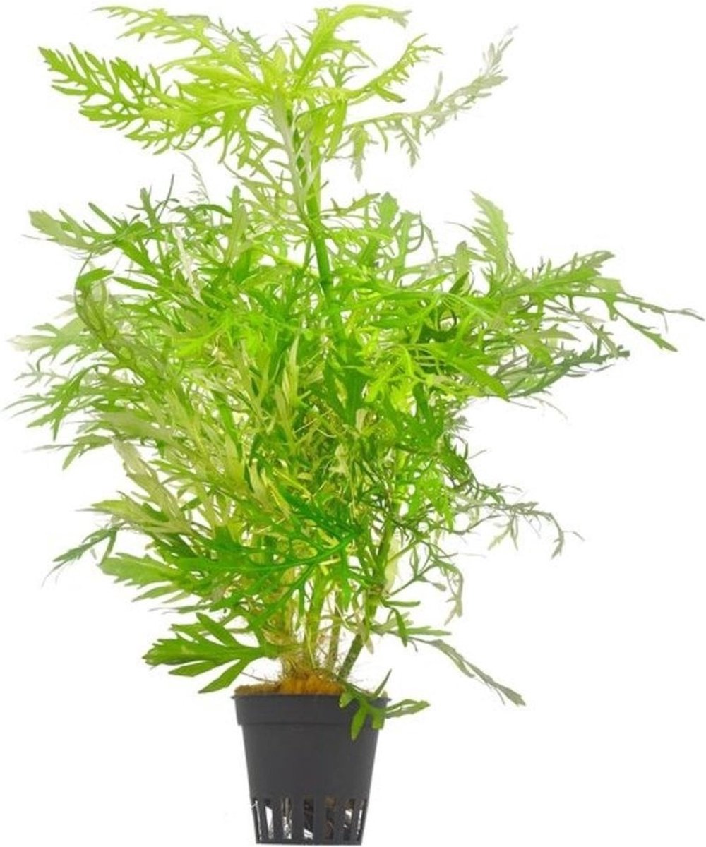 Moerings Hygrophila Difformis | Vaantjesplant | in Terracotta Pot
