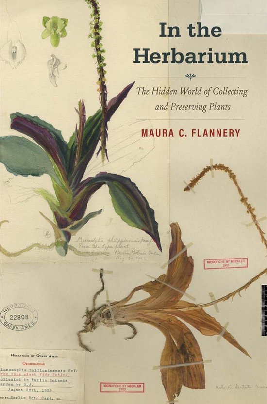 Livre "In the Herbarium" avec des illustrations de plantes, dont une orchidée séchée.