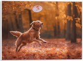 PVC Schuimplaat- Hond - Dier - Spelen - Bos - Bladeren - Herfst - 40x30 cm Foto op PVC Schuimplaat