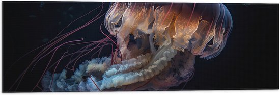 Vlag - Kwal - Oceaan - Zee - Onderwaterleven - 90x30 cm Foto op Polyester Vlag