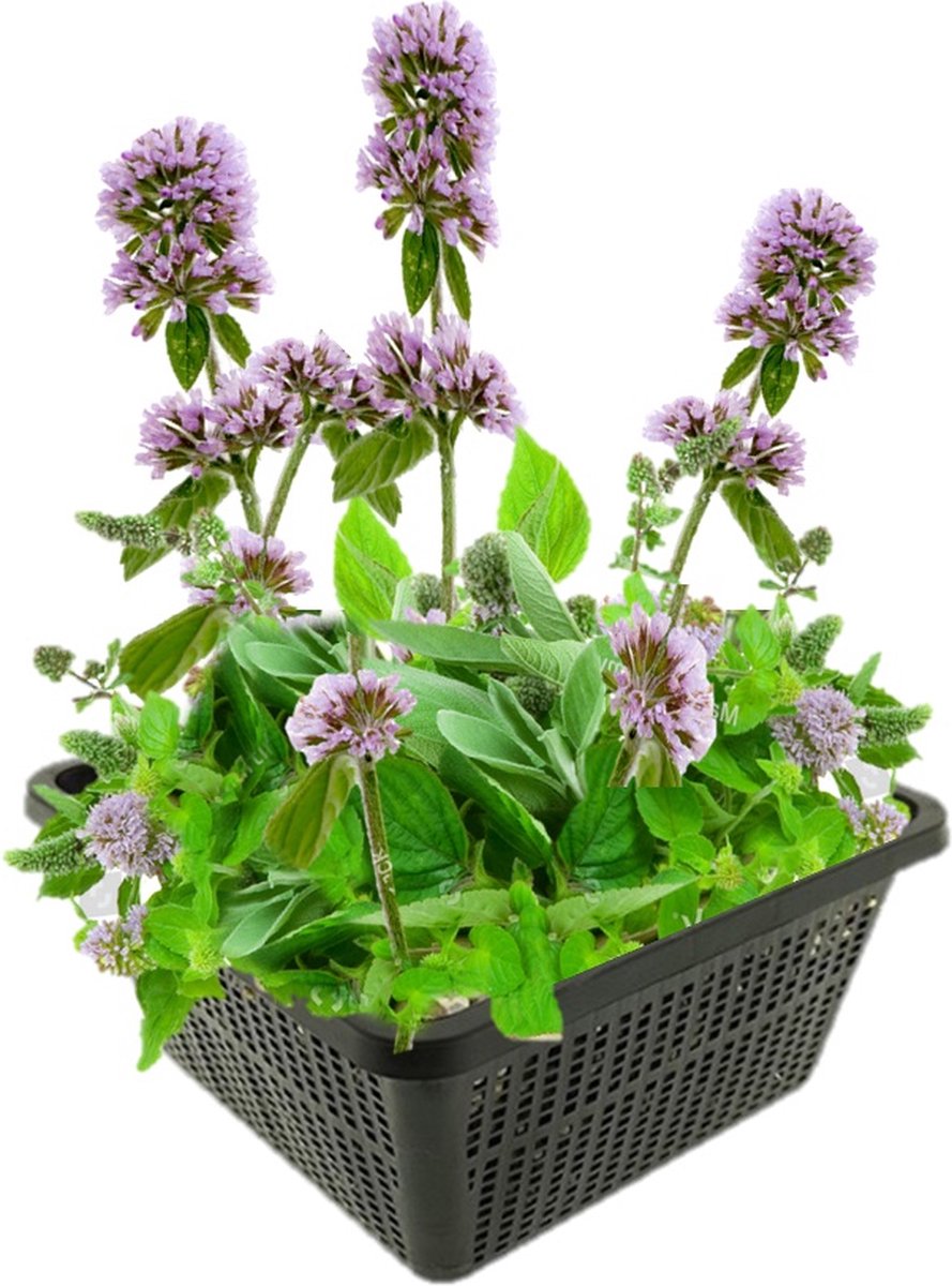 vdvelde.com - Watermunt vijverplantenset (Mentha Aquatica) - Geurende oeverplant - Eetbaar - Winterhard - Bijenvriendelijk - 4 planten met vijvermand, klei, substraat & voeding