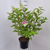 1 stuk(s) | Hydrangea paniculata Vanille-Fraise C7.5 50-60 cm