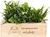 Luchtzuiverende Kamerplanten in Pot met Watergeefsysteem – You deserve love – Hart onder de riem cadeau - 3 Stuks - Flowerbox