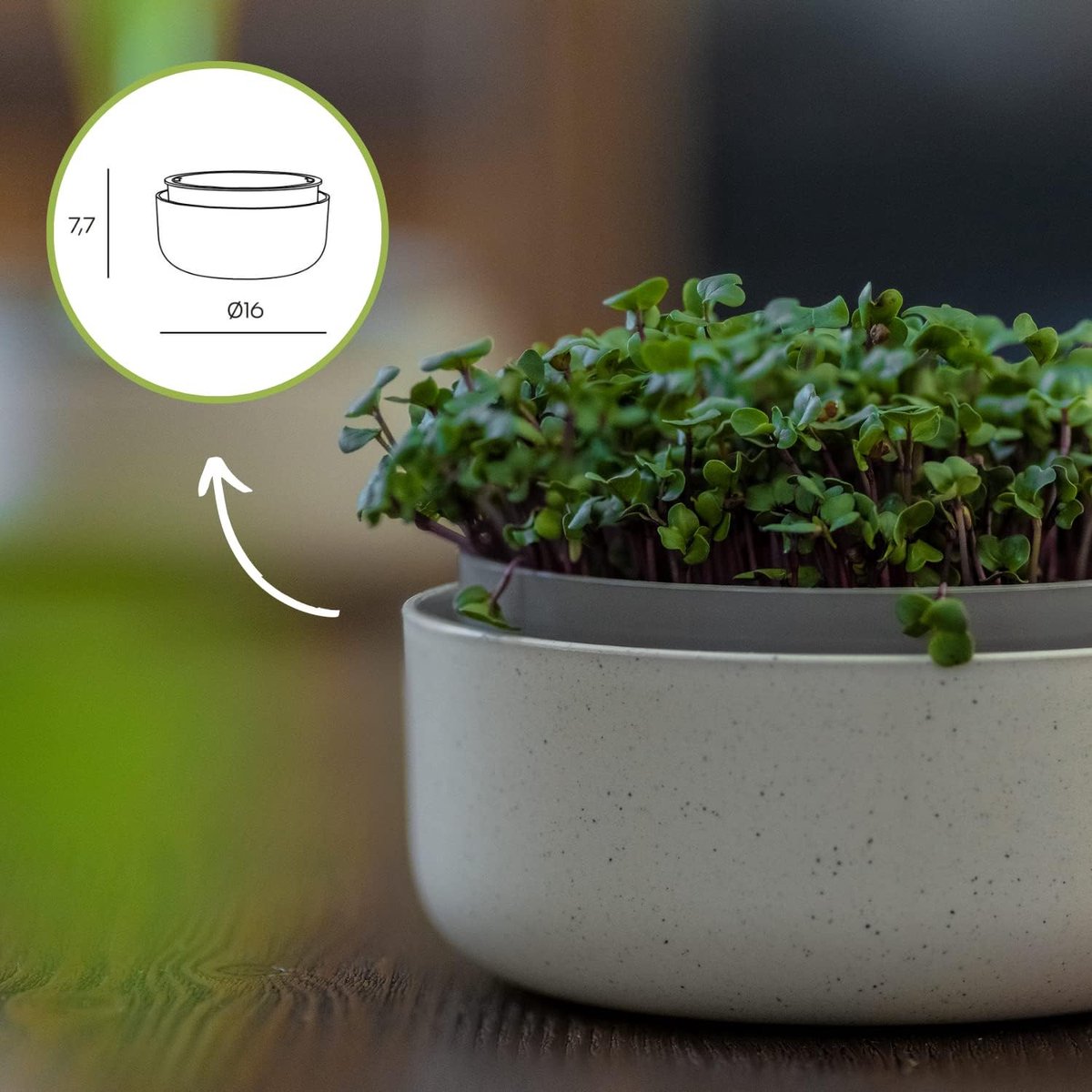 Kit Germination Graines – Plateau Verre + Support Inox 2 Bocaux – Idéal Luzerne, Brocoli, Débutants