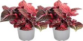 Plant in a Box - Iresine Herbstii 'Red' - Set van 2 - Biefstukplant Rood - Kamerplant - Pot 13cm - Hoogte 20-30cm