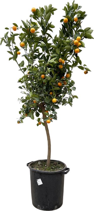 Citrusboom, ca. 200 cm hoog, binnen- en buitenboom