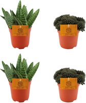 Plantenboetiek.nl | 2x Aloe Paradisicum + 2x Sinocrassula Yunnanensis - Ø10,5cm - 10cm hoog - Kamerplant - Groenblijvend - Cactus & Vetplanten