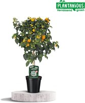 Plantenboetiek.nl | Lantana Oker Oranje - Ø19cm - 75cm hoog - Tuinplant