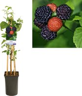 2 stuks Zwarte framboos, Rubus Occidentalis 'Black Jewel' - Ø17cm - 75cm
