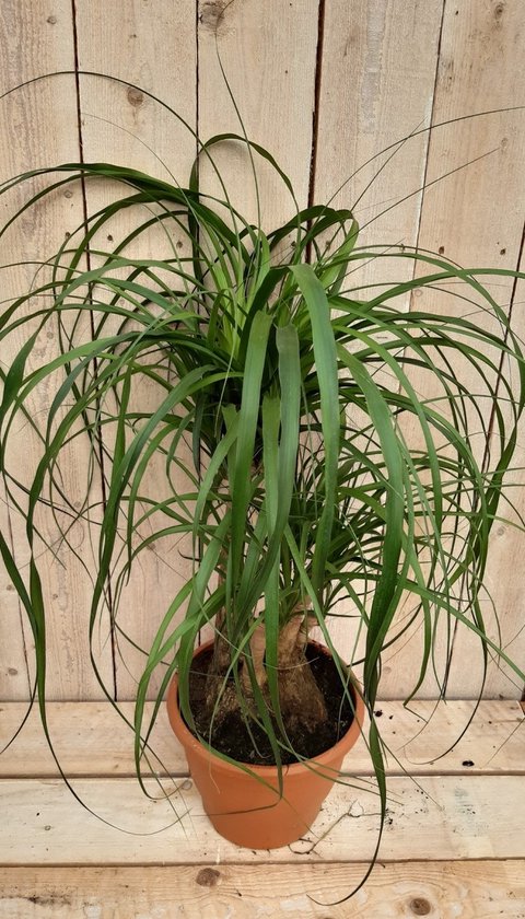 Beaucarnea vertakt
