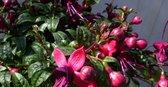 Fuchsia en grand pot variantes rose foncé