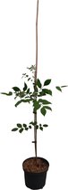 Bijenboom | Tetradium daniellii | 65 cm hoogte
