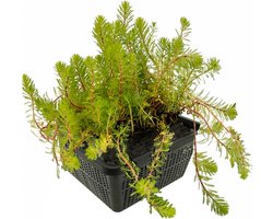 vdvelde.com - Aarvederkruid vijverplantenset (Myriophyllum Rubricaule) - Zuurstofplant - Anti alg - Helder water - Voor vissen - 4 planten met vijvermand, klei, substraat & voeding
