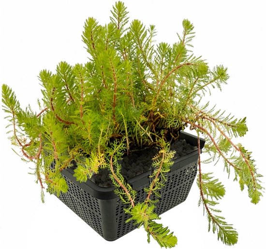 Een groene waterpest plant in een zwarte vierkante vijvermanden op een witte achtergrond.