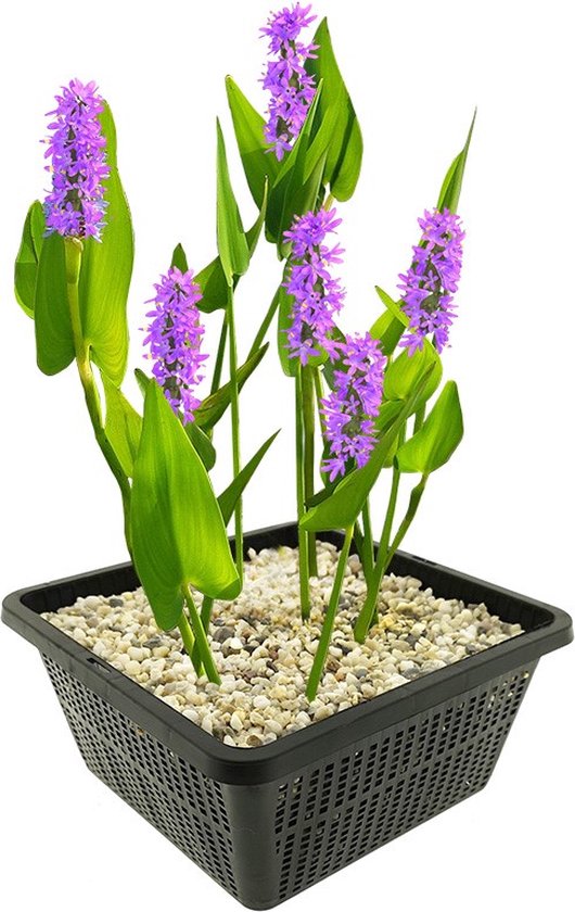 vdvelde.com - Snoekkruid Roze - 4 stuks - 1 Vijvermand - Pontederia Cordata Pink Pons - Waterplant - Volgroeide hoogte: 80 cm - Plaatsing: -1 tot -20 cm